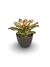 Bromélia Multicollor - Vaso Elegance Redondo 2 - Café Imperial