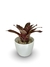 Bromélia Marmorata - Vaso Elegance Redondo 3 - Branco