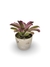 Bromélia Fluorescense - Vaso Elegance Redondo 1 - Travertino