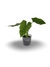 Planta Ornamental - Danteanum (Philodendron danteanum) na internet