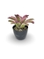 Bromélia Fluorescense - Vaso Elegance Redondo 1 - Preto Onix