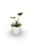 Coração de Boi - Vaso Elegance Floral - Branco