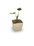 Coração de Boi - Vaso Elegance Quadrado 1 - Travertino