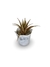 Bromélia Ananás - Vaso Elegance Floral - Branco Carrara