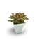 Bromélia Multicollor - Vaso Elegance Quadrado 2 - Branco