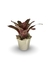 Bromélia Marmorata - Vaso Elegance Floral - Travertino