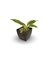Lumina - Vaso Elegance Quadrado 1 - Café Imperial
