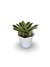 Bromélia Barba Branca - Vaso Elegance Floral - Branco