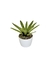 Bromélia Pinta Negra - Vaso Elegance Redondo 1 - Branco