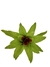 Bromélia Watermelon - Vaso Elegance Floral - Café Imperial - comprar online