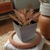 Bromélia Luz que Brilha - Vaso Elegance Quadrado 3 - Café Imperial - comprar online
