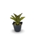 Bromélia Tiger - Vaso Elegance Floral - Preto Onix na internet