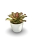 Bromélia Multicollor - Vaso Elegance Redondo 3 - Branco