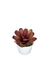 Bromélia Rosa Delicada - Vaso Elegance Floral - Branco - comprar online