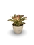 Bromélia Multicollor - Vaso Elegance Redondo 2 - Travertino