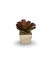 Bromélia Toda Linda - Vaso Elegance Quadrado 1 - Travertino