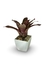Bromélia Marmorata - Vaso Elegance Quadrado 1 - Branco