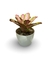 Bromélia Pink e Green - Vaso Elegance Redondo 2 - Branco