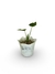 Coração de Boi - Vaso Elegance Floral - Branco Carrara