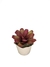 Bromélia Rosa Delicada - Vaso Elegance Floral - Travertino - loja online