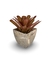 Bromélia Luz que Brilha - Vaso Elegance Quadrado 3 - Travertino