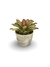 Bromélia Multicollor - Vaso Elegance Redondo 3 - Travertino