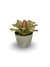 Bromélia Multicollor - Vaso Elegance Redondo 3 - Verde Oliva