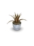 Bromélia Ananás - Vaso Elegance Redondo 1 - Branco Carrara