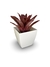 Bromélia Dominó - Vaso Elegance Quadrado 3 - Branco