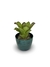 Bromélia Di Cássia - Vaso Elegance Redondo 2 - Verde Guatemala