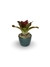 Bromélia Coração Rubro - Vaso Elegance Redondo 1 - Verde Guatemala