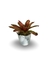 Bromélia Neocollor - Vaso Elegance Floral - Branco Carrara