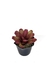 Bromélia Rosa Delicada - Vaso Elegance Floral - Preto Onix - loja online