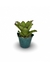 Bromélia Di Cássia - Vaso Elegance Floral - Verde Guatemala