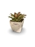 Bromélia Pink e Green - Vaso Elegance Quadrado 3 - Travertino