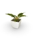 Lumina - Vaso Elegance Quadrado 1 - Branco