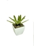 Bromélia Pinta Negra - Vaso Elegance Quadrado 2 - Branco