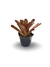 Bromélia Luz que Brilha - Vaso Elegance Floral - Preto Onix