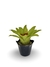 Bromélia Watermelon - Vaso Elegance Floral - Preto Onix