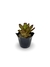 Bromélia Purple - Vaso Elegance Floral - Preto Onix na internet