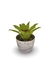 Bromélia Watermelon - Vaso Elegance Redondo 3 - Travertino na internet