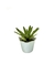 Bromélia Pinta Negra - Vaso Elegance Floral - Branco