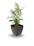 Chamaedorea Elegans - Vaso Elegance Quadrado 1 - Café Imperial