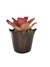 Bromélia Rosa Delicada - Vaso Elegance Floral - Café Imperial - loja online