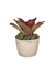 Bromélia Rosa Delicada - Vaso Elegance Redondo 1 - Travertino - comprar online