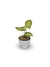 Singônio - Vaso Elegance Redondo 1 - Branco Carrara