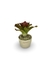 Bromélia Coração Rubro - Vaso Elegance Redondo 1 - Travertino