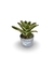 Bromélia Barba Branca - Vaso Elegance Redondo 1 - Branco Carrara