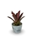 Bromélia Fenda Rosa - Vaso Elegance Redondo 2 - Branco Carrara