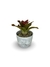 Bromélia Coração Rubro - Vaso Elegance Redondo 2 - Branco Carrara